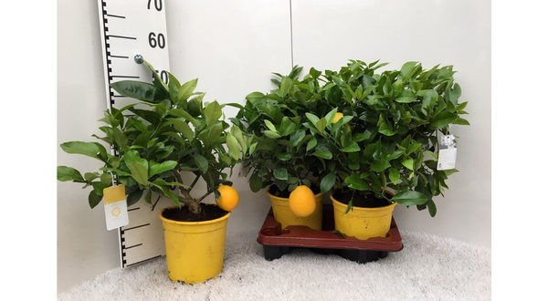 plantas limonero meyer