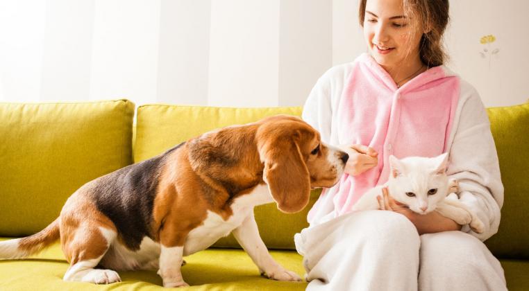 Decoración pet friendly: lo que debes saber